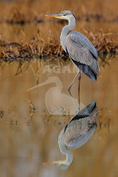 Blauwe Reiger in zit; Grey Heron perched stock-image by Agami/Daniele Occhiato,