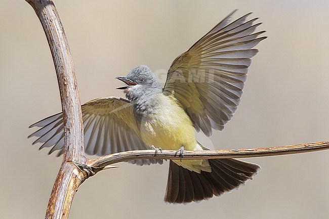 Adult
Pima Co., AZ
April 2012 stock-image by Agami/Brian E Small,