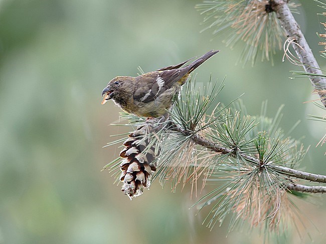 Female plumaged Two-barred Crossbill (Loxia leucoptera) feeding on pine cones. Finland stock-image by Agami/Markku Rantala,