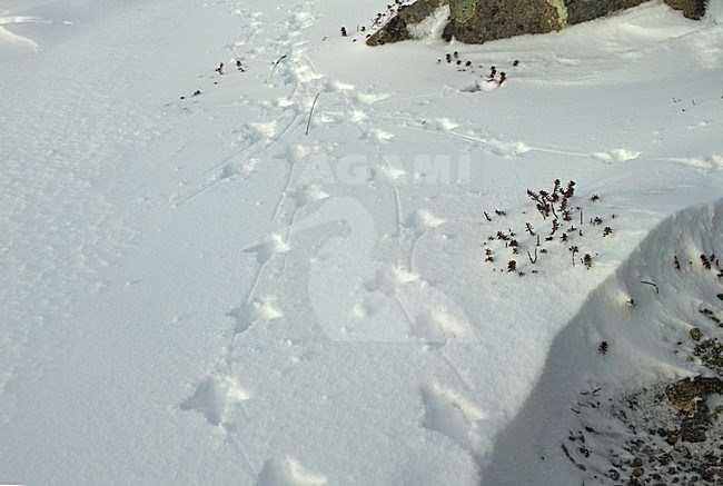 Sporen van het Alpensneeuwhoen; Rock Ptarmigan tracks in the snow. stock-image by Agami/Markus Varesvuo,