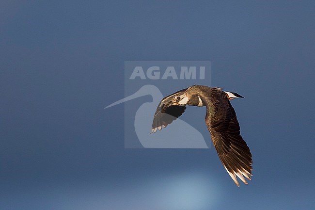 Northern Lapwing - Kiebitz - Vanellus vanellus, Russia (Baikal), adult stock-image by Agami/Ralph Martin,