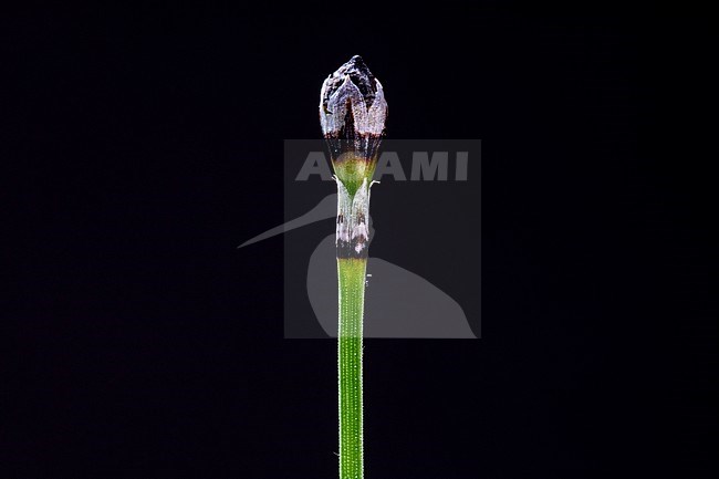 Sedge like horsetail, Equisetum scirpoides stock-image by Agami/Wil Leurs,