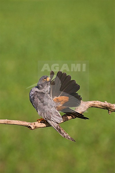 Roodpootvalk, Red-Footed Falcon, Falco vespertinus stock-image by Agami/Marc Guyt,