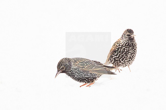 Winter plumaged Common Starling standing in the snow. stock-image by Agami/Menno van Duijn,