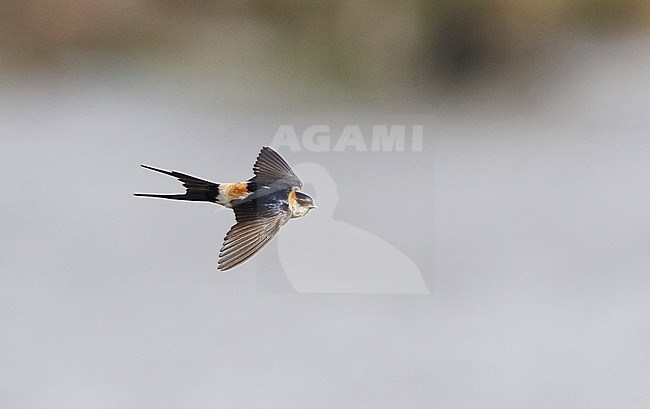 Adult Red-rumped Swallow (Cecropis daurica) in flight in Extremadura, Spain. stock-image by Agami/Helge Sorensen,