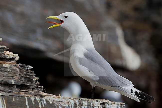 Black-legged Kittiwake (Rissa tridactyla), adult standing on a rock stock-image by Agami/Saverio Gatto,