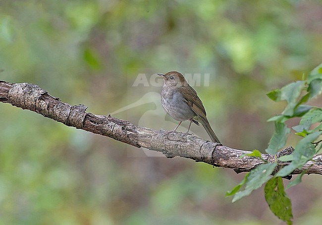 Russet Nightingale-Thrush (Catharus occidentalis) in Western Mexico. stock-image by Agami/Pete Morris,