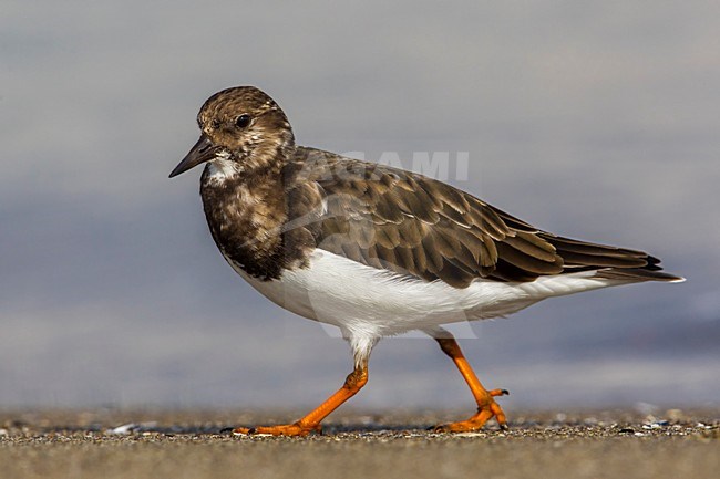 Steenloper, Ruddy Turnstone stock-image by Agami/Daniele Occhiato,