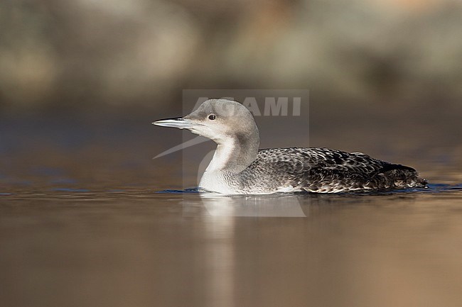 Pacific Loon (Gavia pacifica), Switzerland, 1st cy stock-image by Agami/Ralph Martin,