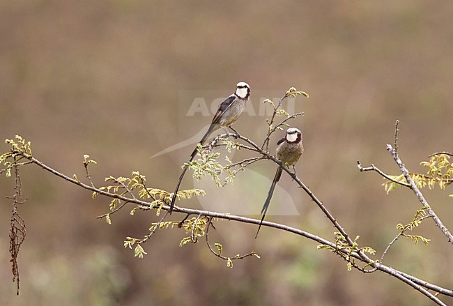 Lintstaarttirans baltsend, Streamer-tailed Tyrants displaying stock-image by Agami/Roy de Haas,