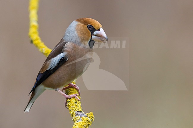 Appelvink; Hawfinch stock-image by Agami/Daniele Occhiato,