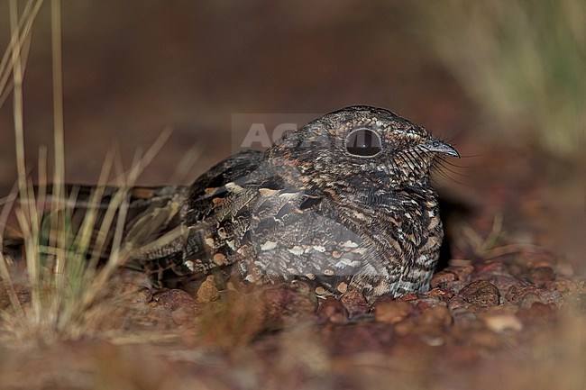 Todd's Nightjar (Setopagis heterura) Resting on a ground in Guyana stock-image by Agami/Dubi Shapiro,