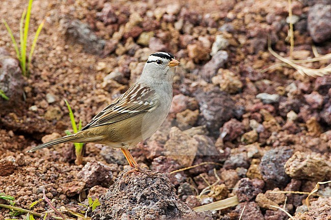White-crowned Sparrow (Zonotrichia leucophrys gambelii) on the Middle Fields on Corvo in the Azores, Portugal. Vagrant from North America during autumn. stock-image by Agami/David Monticelli,