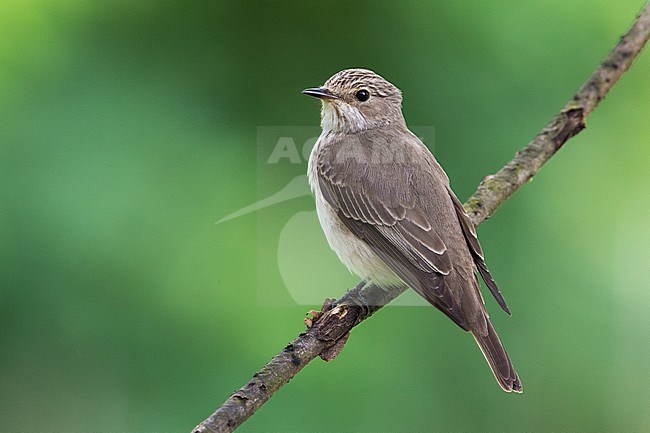 Grauwe Vliegenvanger; Spotted Flycatcher; Muscicapa striata stock-image by Agami/Daniele Occhiato,