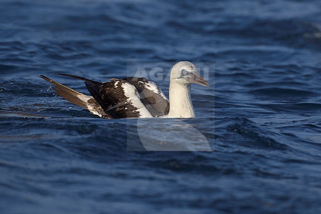 Onvolwassen Jan-van-gent; Immature Northern Gannet stock-image by Agami/Daniele Occhiato,