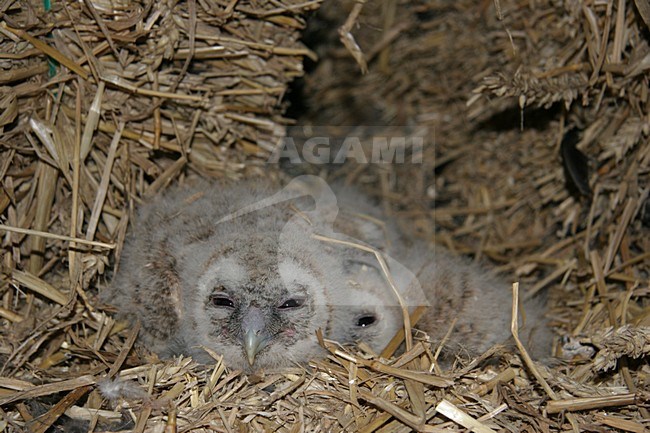 Bosuil twee jongen in nest; Tawny Owl two young in nest stock-image by Agami/Chris van Rijswijk,