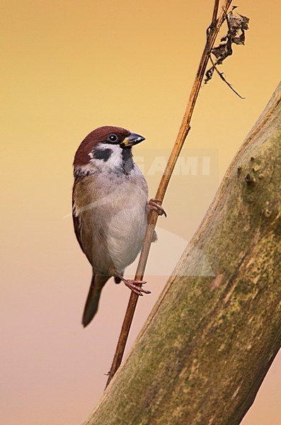 Ringmus op takje; Eurasian Tree Sparrow perched on a branch stock-image by Agami/Roy de Haas,