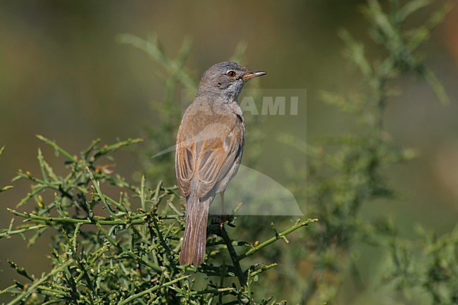 Brilgrasmus in broedgebied; Spectacled Warbler at breedingsite stock-image by Agami/Daniele Occhiato,