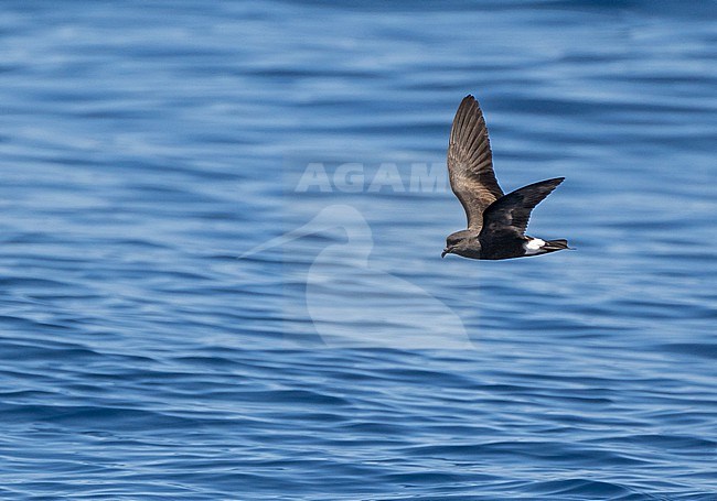 Monteiro's Storm Petrel, Oceanodroma monteiroi, in flight off the island Graciosa in the Azores, Portugal. Also known as Hydrobates monteiroi. stock-image by Agami/Pete Morris,