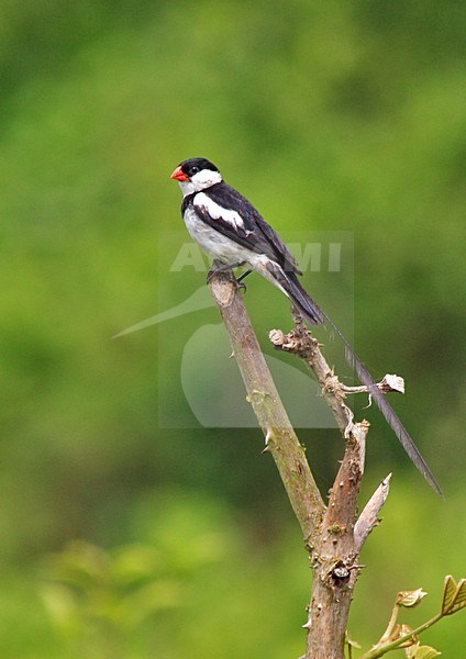 Dominicanerwida mannetje zittend op een tak; Pin-tailed Whydah (Vidua macroura) male perched on a branch stock-image by Agami/Greg & Yvonne Dean,