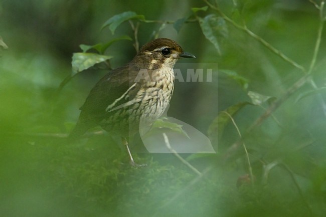 Kortstaartmierlijster, Short-tailed Antthrush stock-image by Agami/Dubi Shapiro,