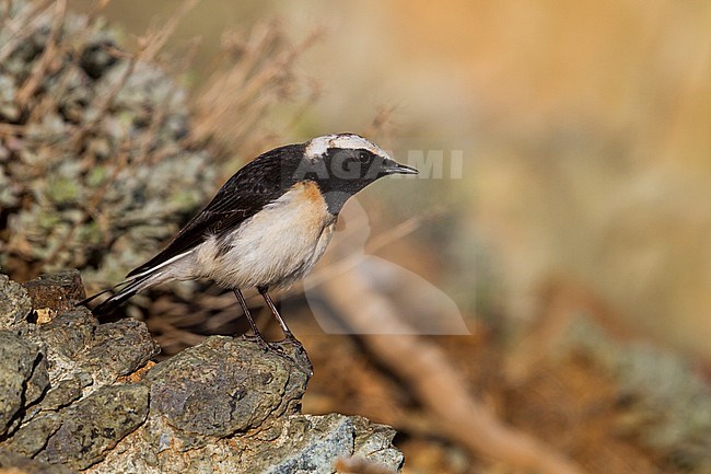 Cyprus Wheatear - Zypernsteinschmätzer - Oenanthe cypriaca, Cyprus, adult male stock-image by Agami/Ralph Martin,