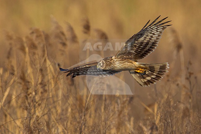 Blauwe Kiekendief vrouw in vlucht; Hen Harrier female in flight stock-image by Agami/Daniele Occhiato,