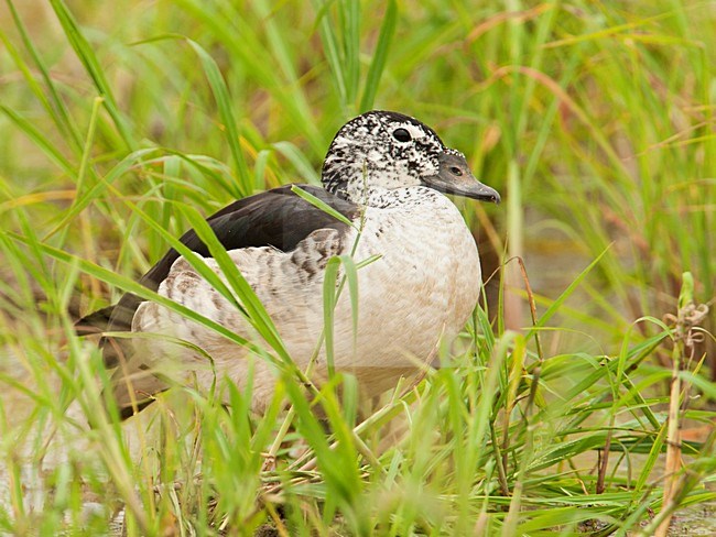 Vrouwtje Knobbeleend in vegetatie, Female Comb Duck in vegetation stock-image by Agami/Wil Leurs,