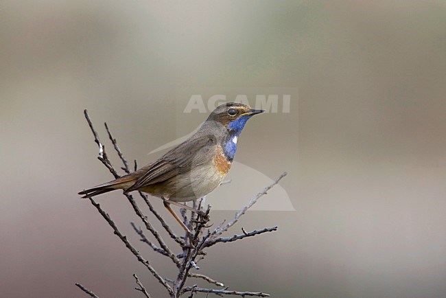 Blauwborst op de uitkijk; Bluethroat on a lookout stock-image by Agami/Arie Ouwerkerk,