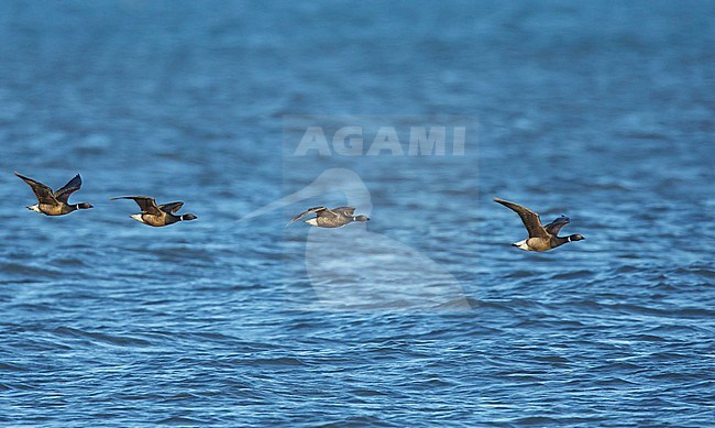 Flock of Black Brant, Branta nigricans) in formation flying low over the Pacific Ocean off Seward Peninsula, Alaska, United States. stock-image by Agami/Brian E Small,