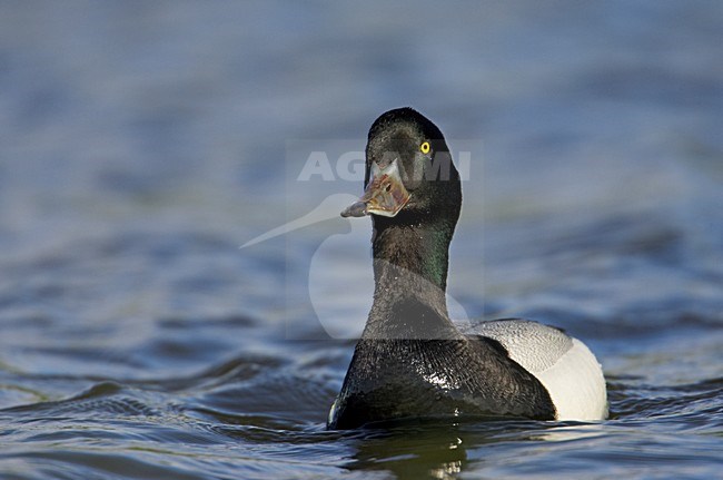 Mannetje Topper; Male Greater Scaup stock-image by Agami/Markus Varesvuo,