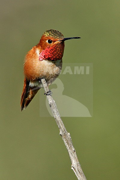 Adult male
Los Angeles Co., CA
January 2009 stock-image by Agami/Brian E Small,