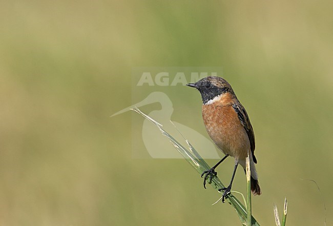 Mannetje Roodborsttapuit, Male European Stonechat stock-image by Agami/Markus Varesvuo,