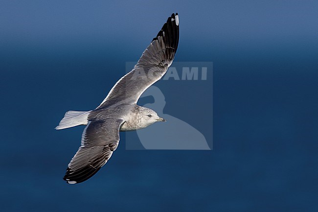 Adult in winter plumage Common Gull, Larus canus, in flight in Italy. stock-image by Agami/Daniele Occhiato,