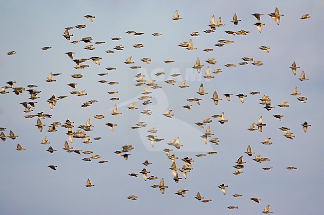 Grote groep Spreeuwen; Large flock of Common Starlings stock-image by Agami/Markus Varesvuo,