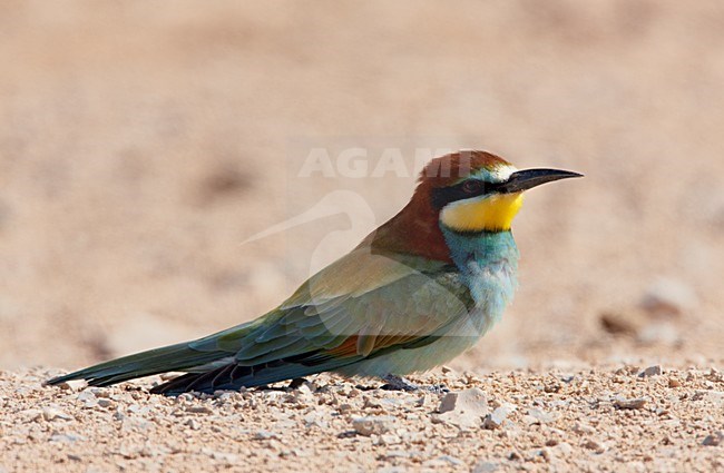 Bijeneter in zit; European Bee-eater perched stock-image by Agami/Markus Varesvuo,