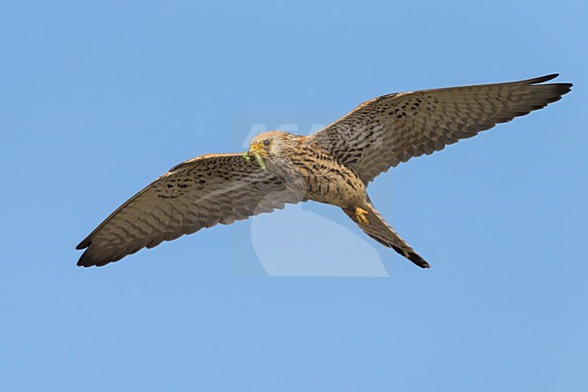 Vrouwtje Kleine torenvalk in vlucht, Lesser Kestrel female in flight stock-image by Agami/Daniele Occhiato,