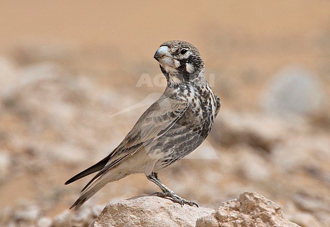 Diksnavelleeuwerik, Thick-billed Lark, Ramphocoris clotbey stock-image by Agami/Daniele Occhiato,