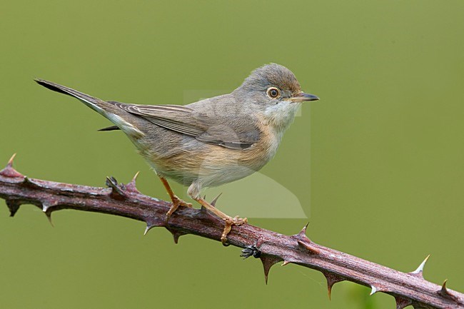 Female Moltoni's Warbler stock-image by Agami/Daniele Occhiato,