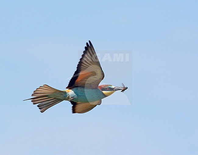 Bijeneter; European Bee-eater (Merops apiaster) Hungary May 2008 stock-image by Agami/Markus Varesvuo / Wild Wonders,