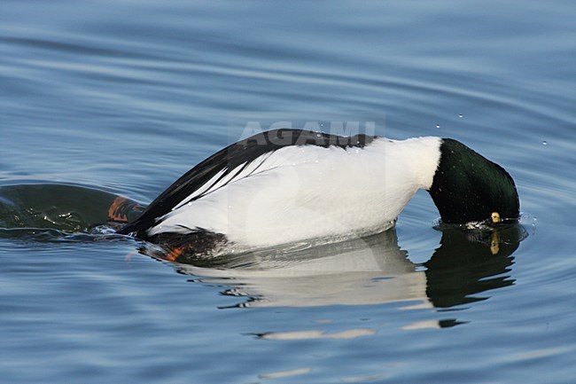 Duikend mannetje Brilduiker; Diving male Common Goldeneye stock-image by Agami/Karel Mauer,