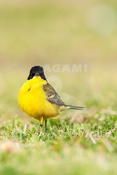 Black-headed Wagtail (Motacilla feldegg) during spring migration in Israel. stock-image by Agami/Marc Guyt,