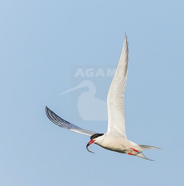 Adult Common Tern, Sterna hirundo, in flight. Fishing in the old Rhine outlet in the North Sea at Katwijk, Netherlands. stock-image by Agami/Marc Guyt,