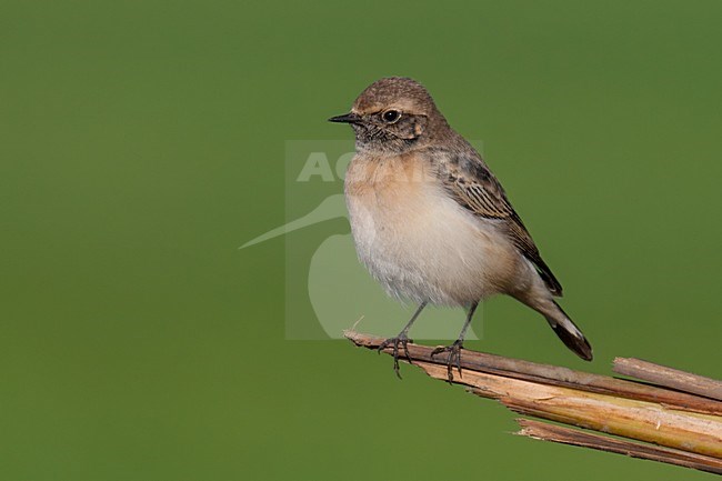 Bonte Tapuit, Pied Wheatear, Oenanthe pleschanka stock-image by Agami/Arnold Meijer,