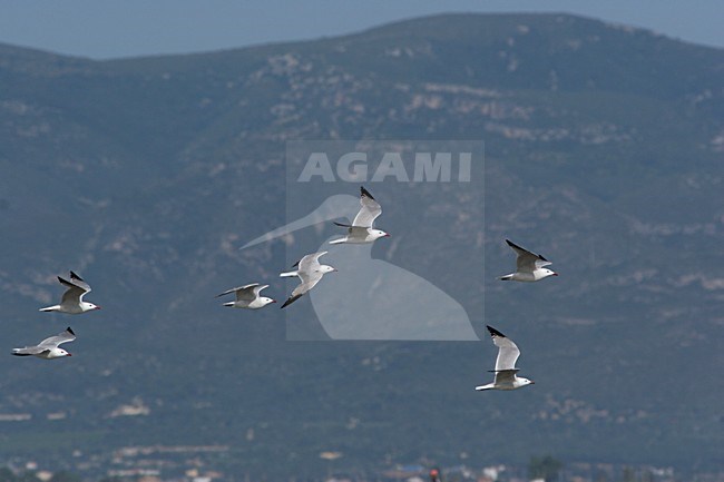 Audouins Meeuw vliegend; Audouin\'s Gull flying stock-image by Agami/Karel Mauer,