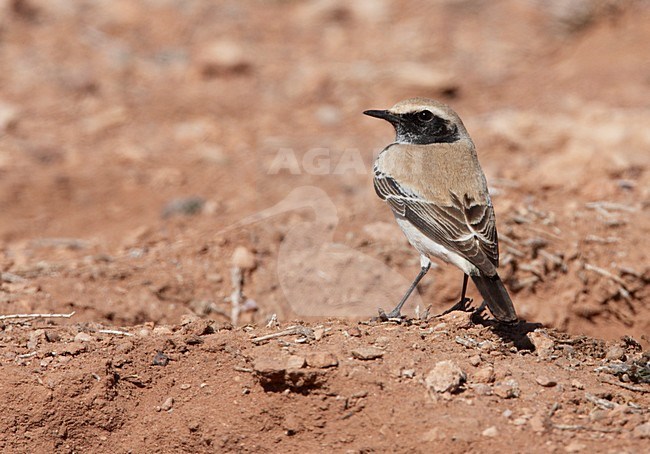 Mannetje Woestijntapuit op de grond; Male Desert Wheatear on the ground stock-image by Agami/Markus Varesvuo,