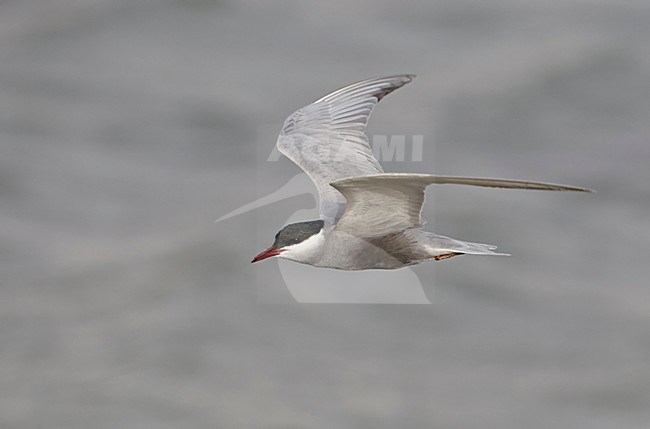 Volwassen Witwangstern in vlucht, Adult Whiskered Tern in flight stock-image by Agami/Markus Varesvuo,