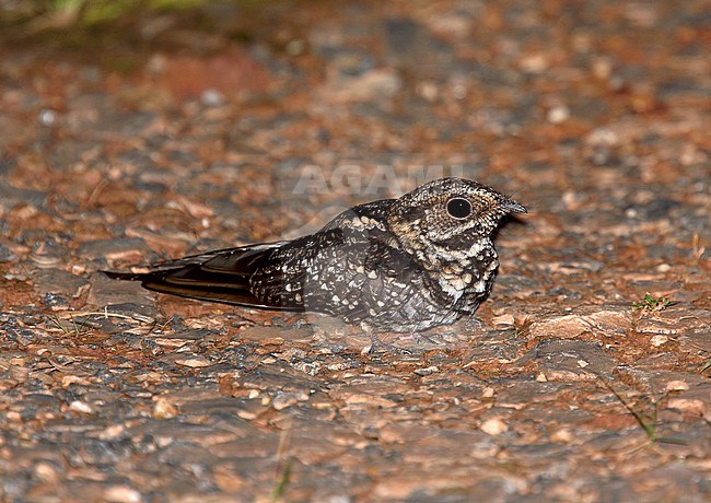 Long-trained Nightjar (Macropsalis forcipata)  female perched on the forest floor stock-image by Agami/Andy & Gill Swash ,