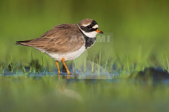 Common Ringed Plover (Charadrius hiaticula) during spring migration in Italia stock-image by Agami/Daniele Occhiato,