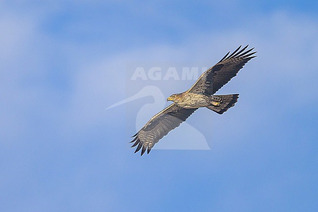 Bonelli's eagle, Aquila fasciata, in flight with the sky as background. stock-image by Agami/Sylvain Reyt,